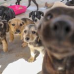 DF moderniza castração gratuita com inclusão de exames e microchipagem de pets