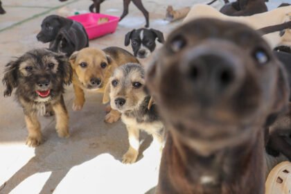 DF moderniza castração gratuita com inclusão de exames e microchipagem de pets