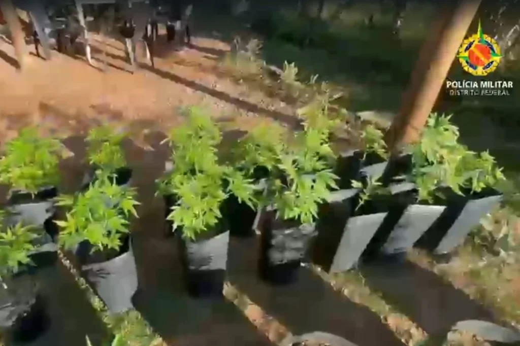 Laboratório e plantação de maconha são flagrados e desativados no DF