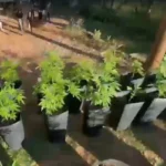 Laboratório e plantação de maconha são flagrados e desativados no DF