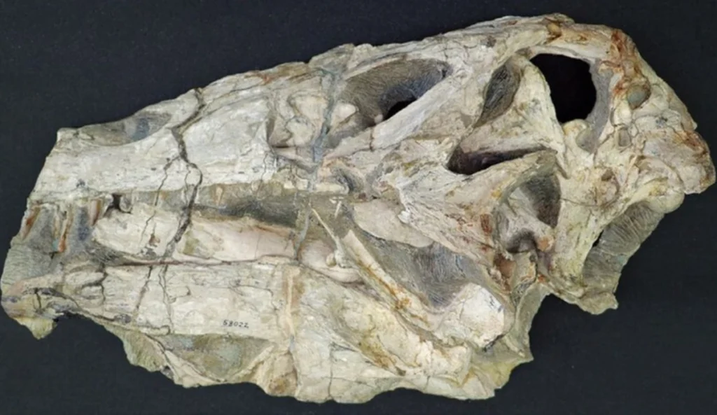 Alemanha vai devolver ao Brasil fóssil de dinossauro após 35 anos