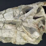 Alemanha vai devolver ao Brasil fóssil de dinossauro após 35 anos