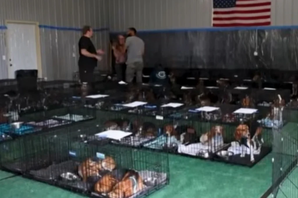 Cerca de 1,5 mil beagles são resgatados de centro de pesquisa