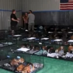 Cerca de 1,5 mil beagles são resgatados de centro de pesquisa