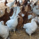 Emergência zoossanitária no DF valerá durante alerta nacional para gripe aviária