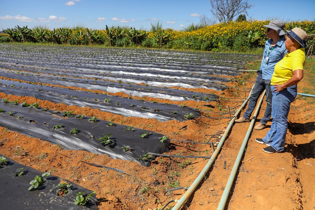 Com apoio técnico do GDF, agricultores de baixa renda ampliam produção no Distrito Federal
