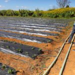 Com apoio técnico do GDF, agricultores de baixa renda ampliam produção no Distrito Federal