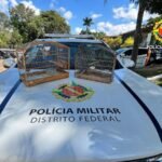 Três pessoas são autuadas por crimes ambientais em Ceilândia e Candangolândia