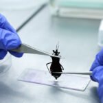 Mês de conscientização sobre a doença de Chagas alerta para cuidados e risco de contaminação