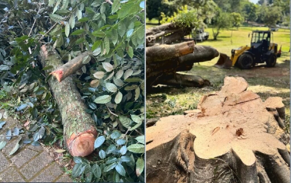 Justiça suspende corte de árvores no Lago das Rosas, em Goiânia
