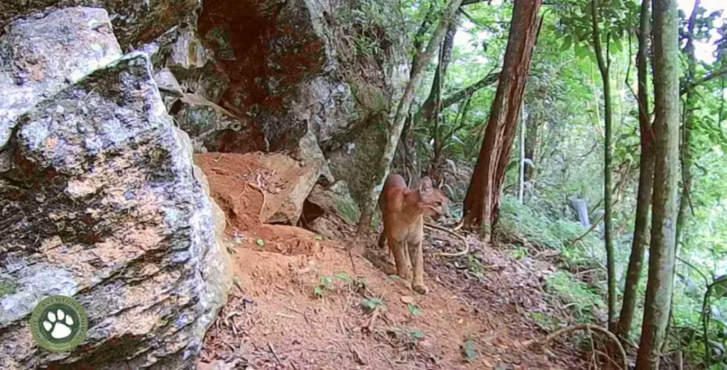 Criança atacada por onça-parda em Goiás passa por cirurgia