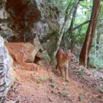 Criança atacada por onça-parda em Goiás passa por cirurgia