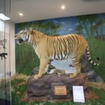 Museu de Ciências Naturais do Zoológico de Brasília é reaberto após reforma