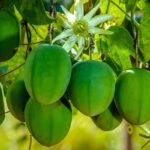 Maracujá do sono: Embrapa desenvolve fruta que aumenta o bem estar