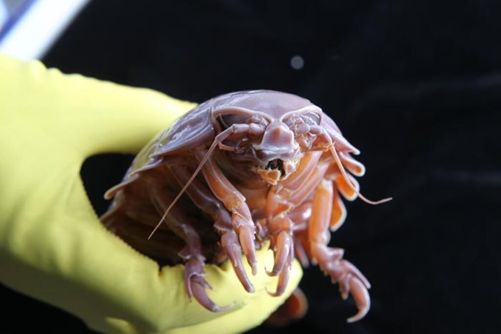 Cientistas decifram como animal consegue ficar até 5 anos sem comer