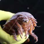 Cientistas decifram como animal consegue ficar até 5 anos sem comer