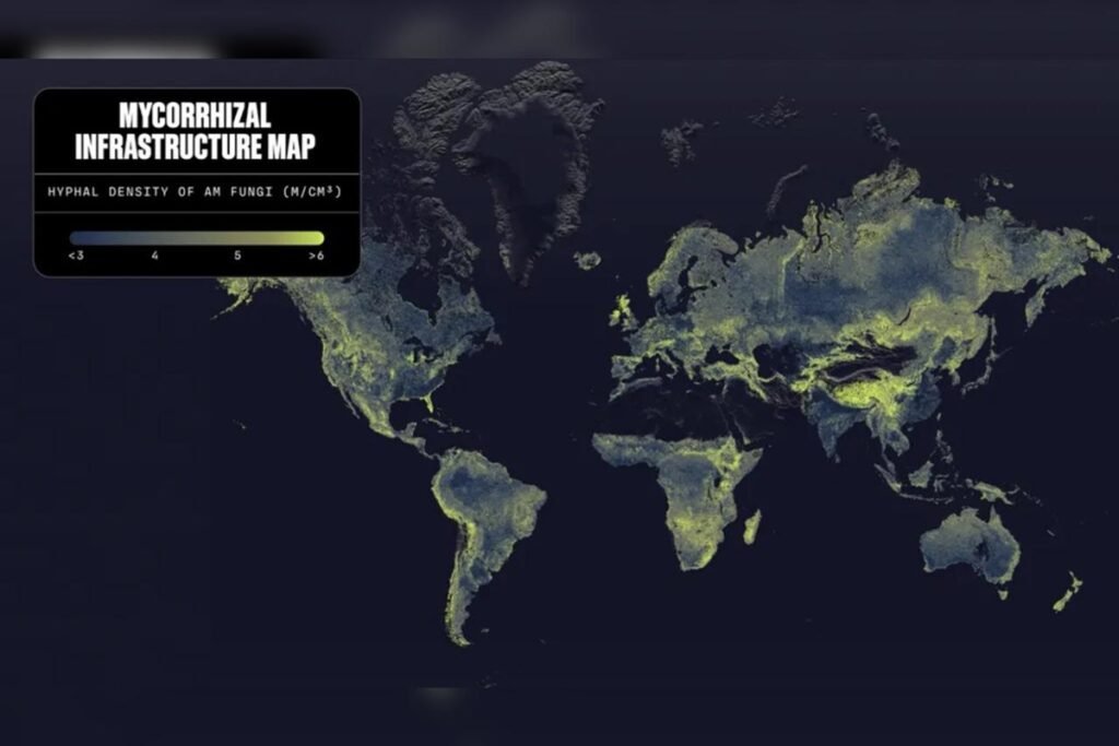 Mapa inédito: rede de fungos da Terra cobriria 10% da Via Láctea. Veja