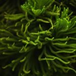 Reprodução de plantas pode ter acelerado evolução dos animais da Terra