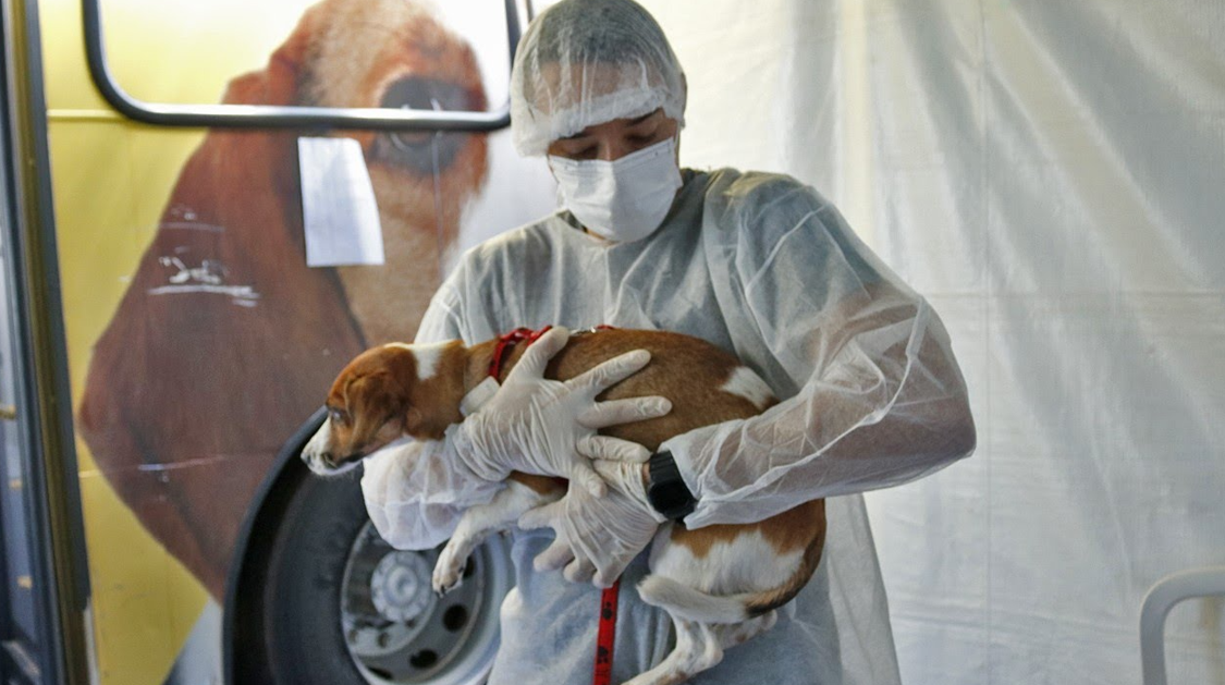 Cidade Estrutural terá mutirão gratuito de castração e microchipagem para cães e gatos